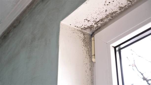 Best Residential Mold Remediation in Lake City, GA